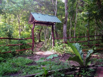 Guatemalan jungle