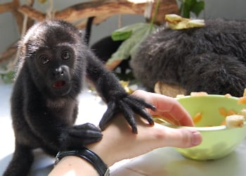 Baby howler monkey