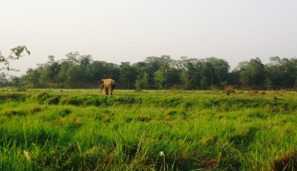 elephants in field
