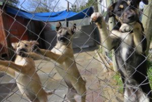 The Puppies at TEARS, which is much like the animal's shelter.  