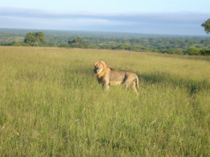 A lion in the grass.