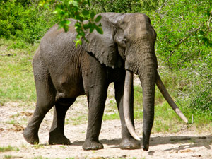 Elephant in South Africa