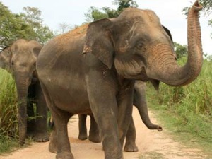 elephant
