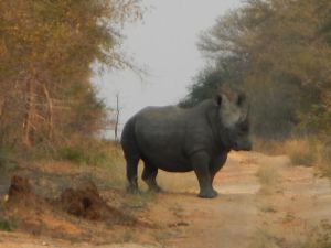 Rhino in Africa