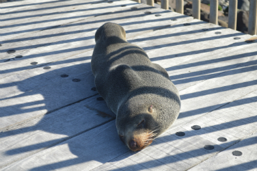 Resting seal.
