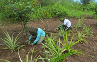 Planting Pineapple