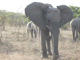 Elephants in South Africa.