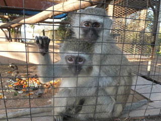 Baby baboons.