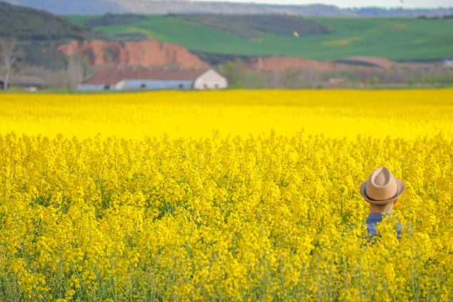 flower fields in Spain