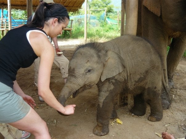 elephant sanctuary in Northern Thailand