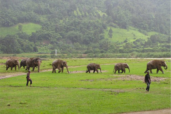 Volunteers will work with elephants in Thailand