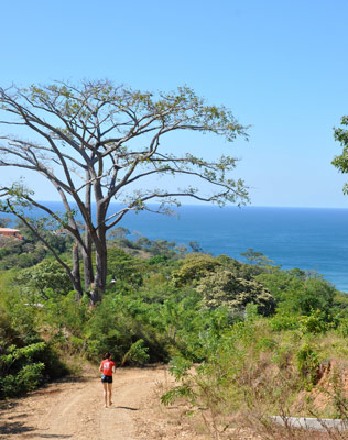 Tree in Nicaragua