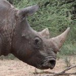 Rhino in South Africa