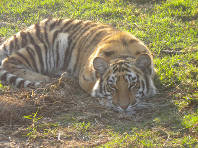 Tiger in South Africa