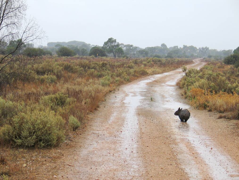 Wombat Conservation Go Overseas