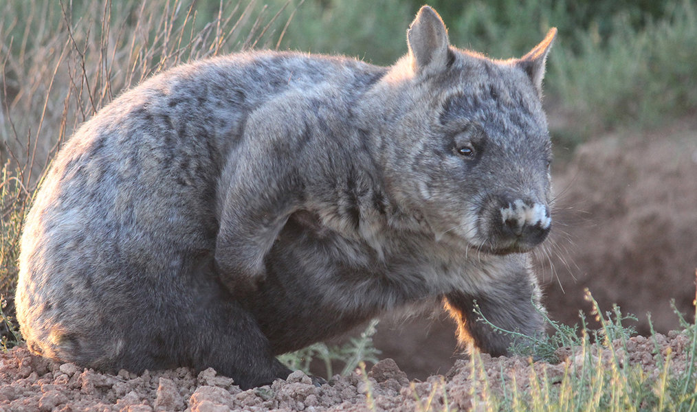 Wombat Conservation | Go Overseas