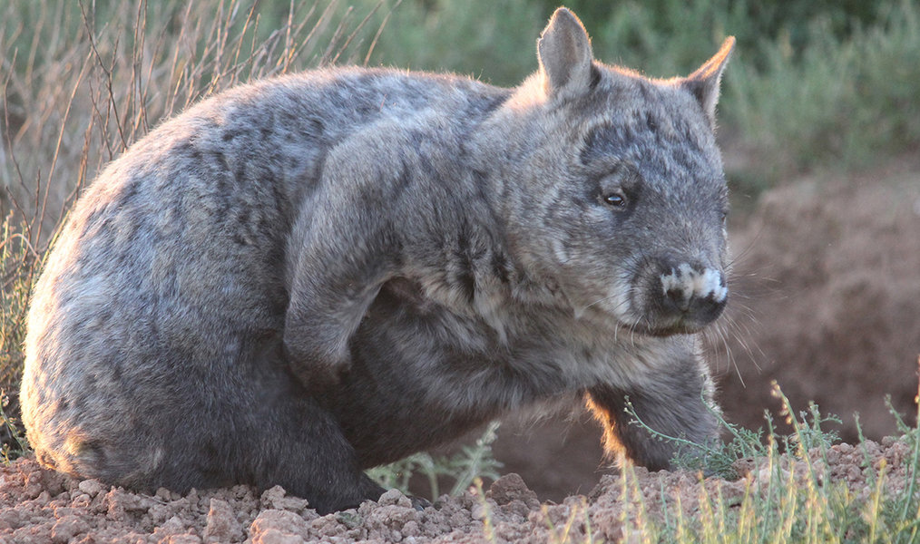 Wombat Conservation | Go Overseas Wombat Conservation | Go Overseas