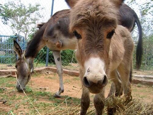 Animal Sanctuary All Creatures Great And Small Rescue Local Animal