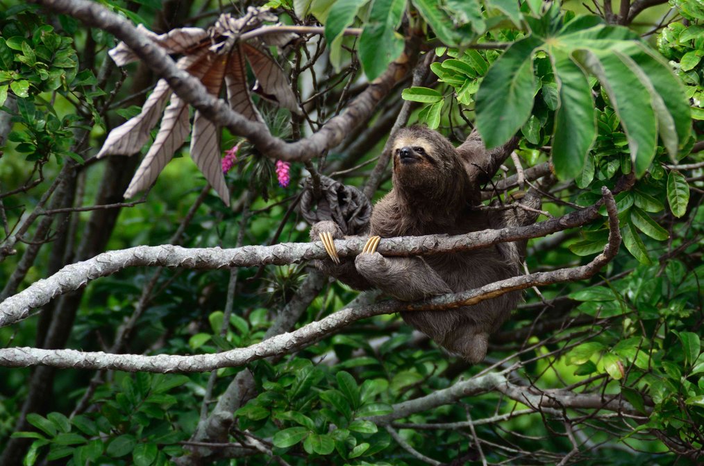 Forest, Water, and Struggle: Environmental Movements in Costa Rica