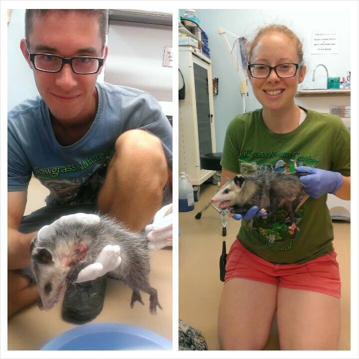 Florida Wildlife Rehab Rescue Orphaned Animals Go Overseas