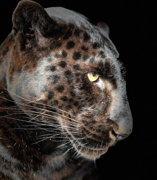 Kevin Richardson Wildlife Sanctuary and Game Reserve Go Overseas