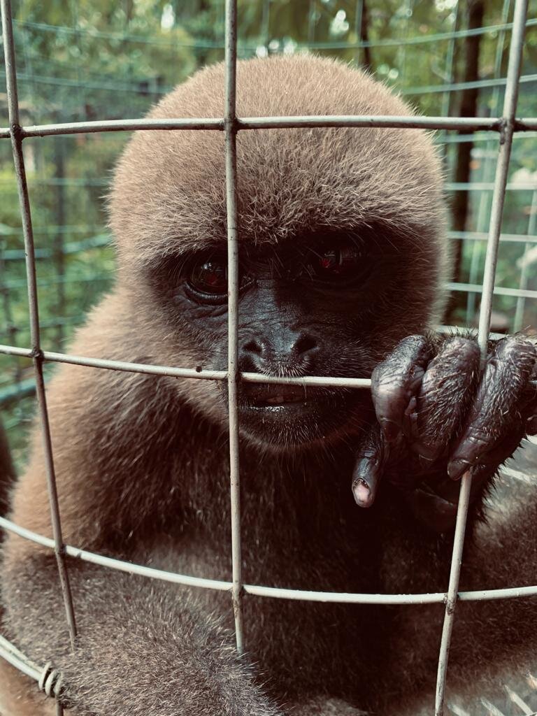 Wildlife Conservation Volunteering In Ecuador Go Overseas Wildlife Conservation Volunteering In Ecuador Go Overseas