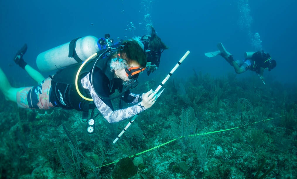 GVI, Ethical Impact: Marine Conservation Volunteering Go