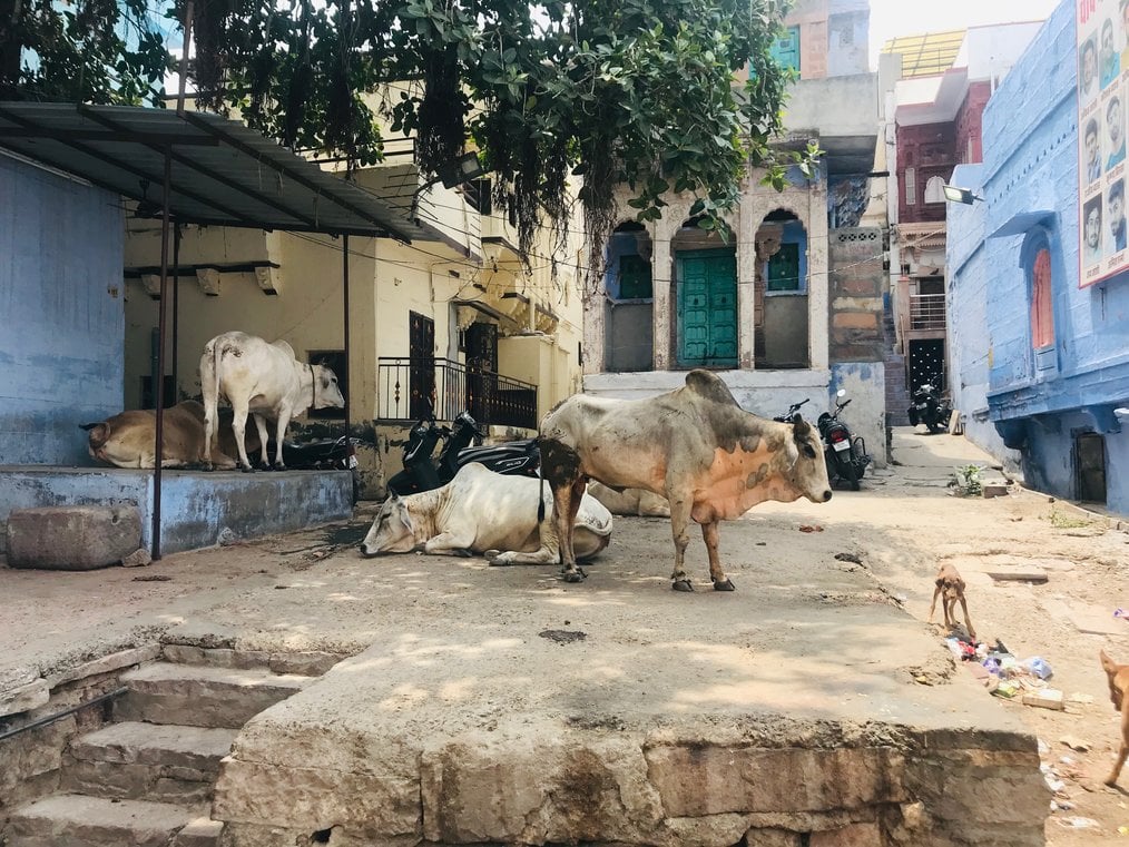 World Unite! Volunteering & Internships in Mumbai and Rajasthan | Go Overseas World Unite! Volunteering & Internships in Mumbai and Rajasthan | Go Overseas