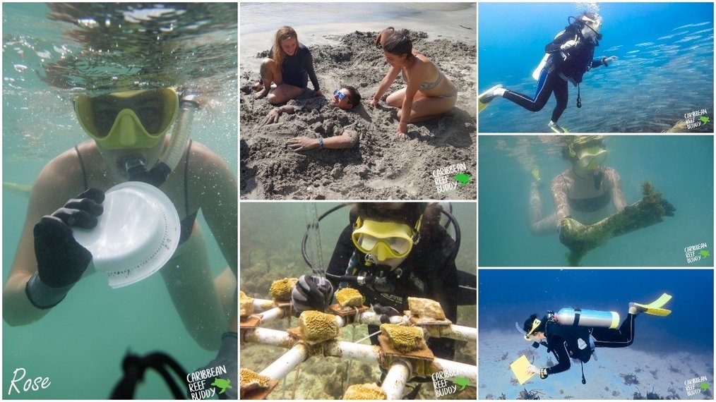 Marine Conservation Volunteering & Scuba Diving in Caribbean Sea