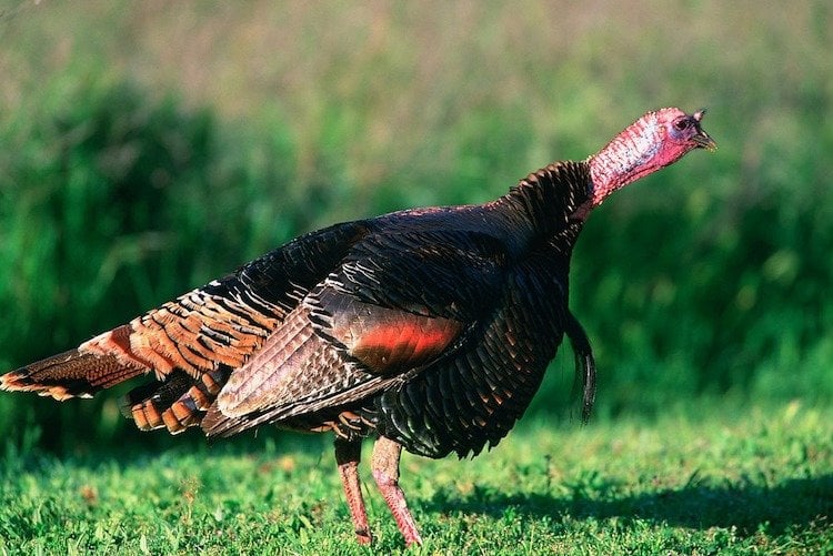 November -- Thanksgiving