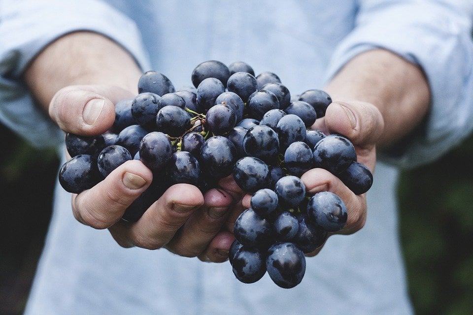13 Unique Gap Year Jobs Abroad: Winemaking
