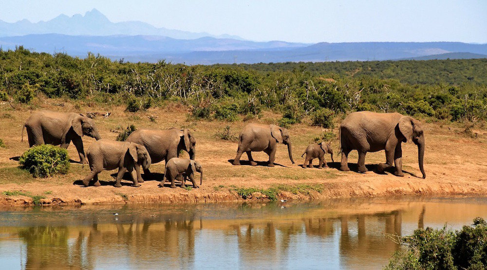 Scholarships for Study Abroad in Africa