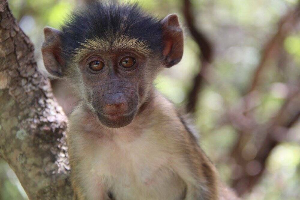 Where in the World to Volunteer With Primates: Indonesia