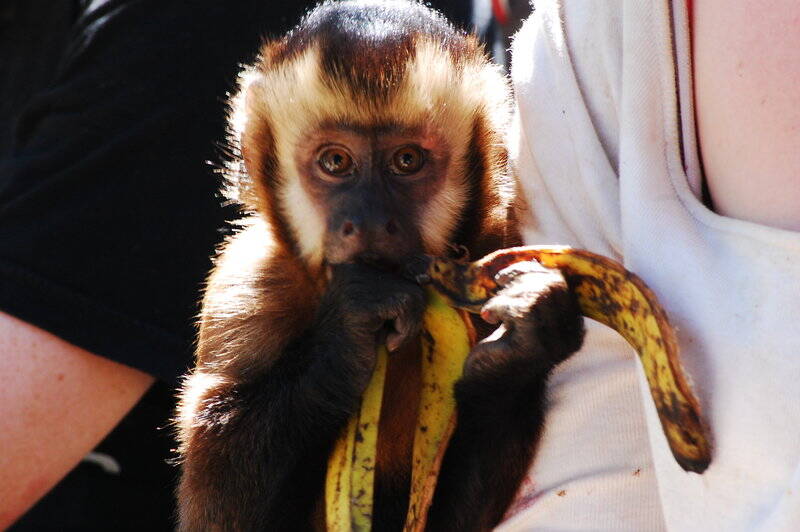Where in the World to Volunteer With Primates: Bolivia