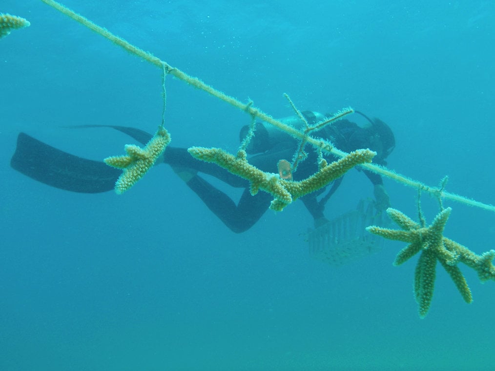 Photo credit: Florida Fish and Wildlife via Flickr Creative Ways You Can Volunteer in Marine Conservation: Fostering Coral Nurseries