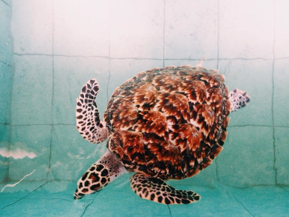 Photo by: Imogen S., IVHQ Marine Sea Turtle Conservation Alum Creative Ways You Can Volunteer in Marine Conservation: Water Quality Testing