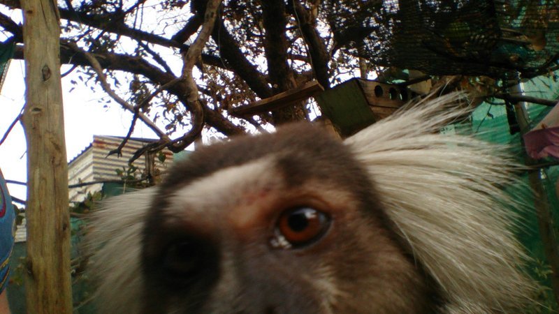 Photo by: Tanya B., International Primate Rescue Alum Where in the World to Volunteer With Primates: Costa Rica