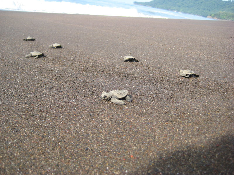 Photo by: Sarah M., GoEco Alum Creative Ways You Can Volunteer in Marine Conservation: Wildlife Monitoring