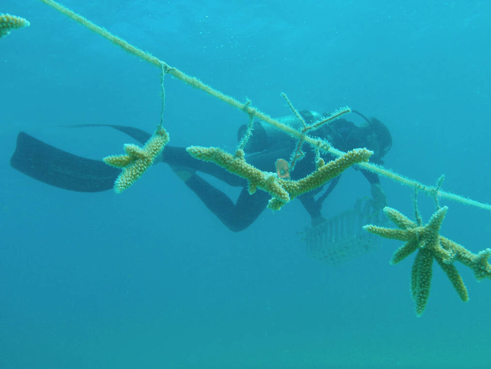Creative Ways You Can Volunteer in Marine Conservation: Fostering Coral Nurseries
