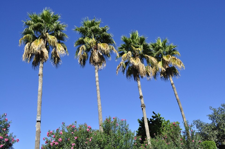 What You Need to Know Before Studying Abroad in the UAE: Summer Gets Really Hot