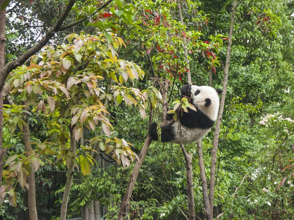 The Best Cities in China to Teach English: Chengdu