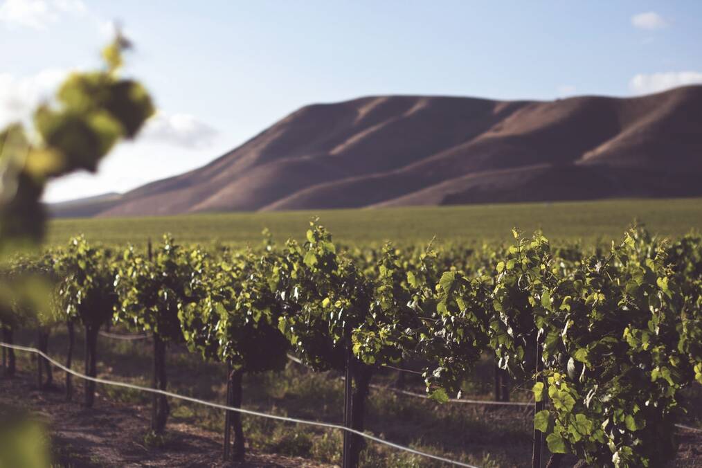 Top 5 Countries to WWOOF on a Vineyard: Australia
