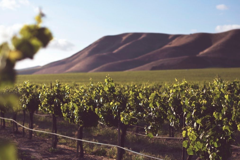 Photo credit: Tim Mossholder via Unsplash Top 5 Countries to WWOOF on a Vineyard: Australia