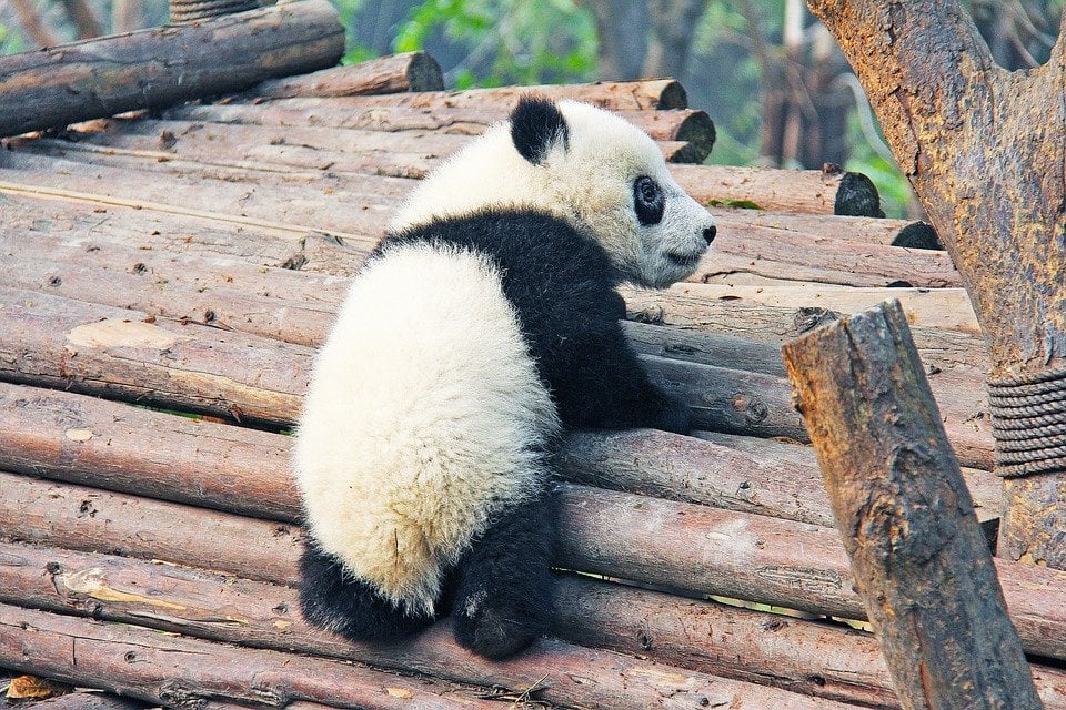 How to Volunteer with Pandas in China: Important Details