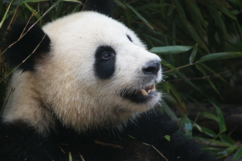 How to Volunteer with Pandas in China
