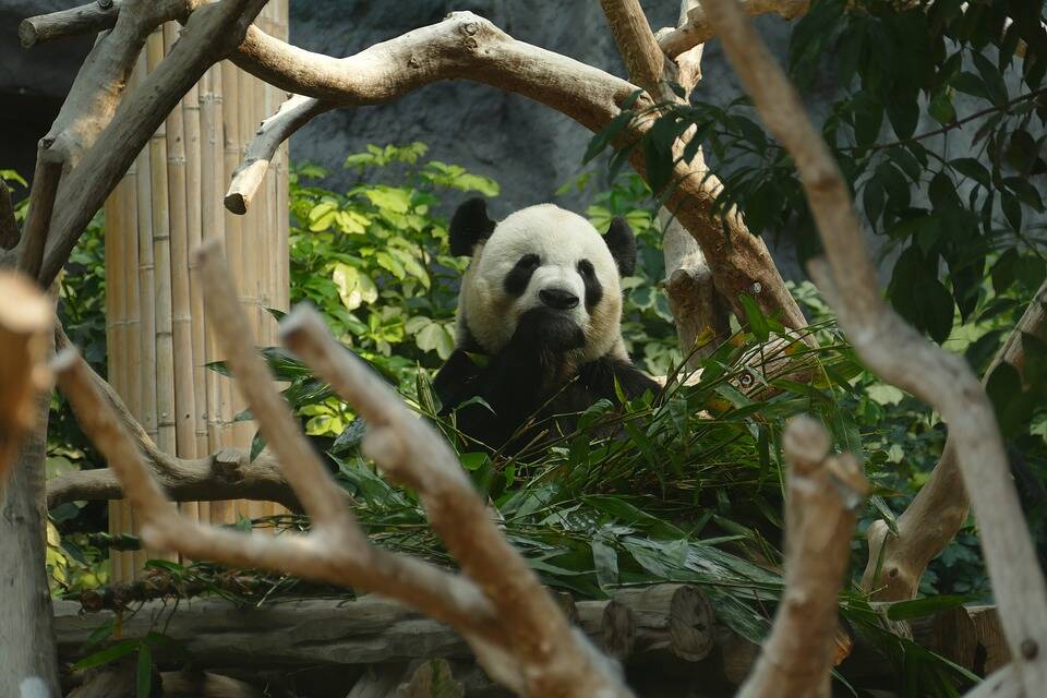 How to Volunteer with Pandas in China: What can I expect