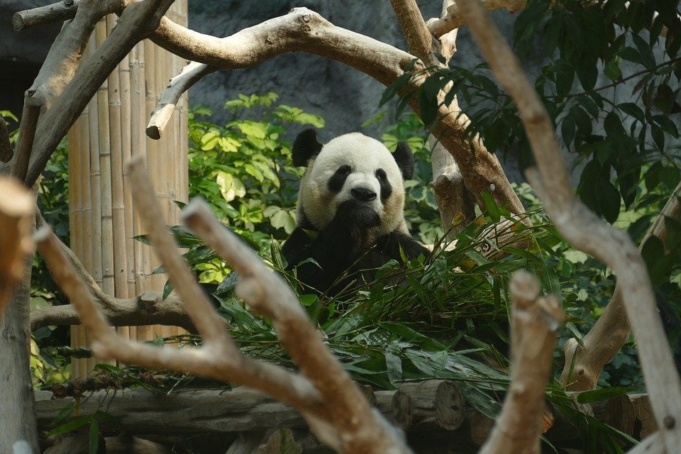 How to Volunteer with Pandas in China: What can I expect