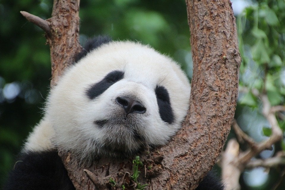 How to Volunteer with Pandas in China: The Reality of Volunteering