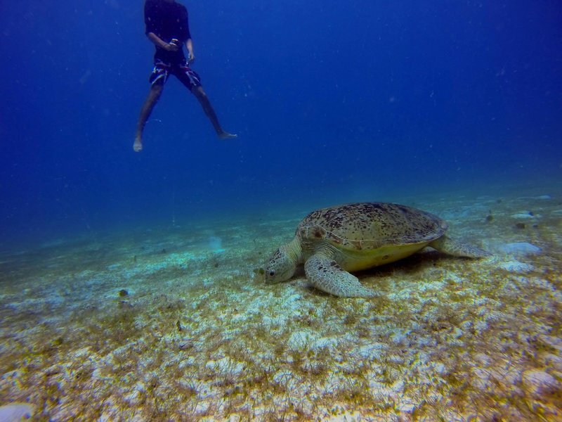 The 9 Best Programs for Volunteering with Sea Turtles | Sea Turtle