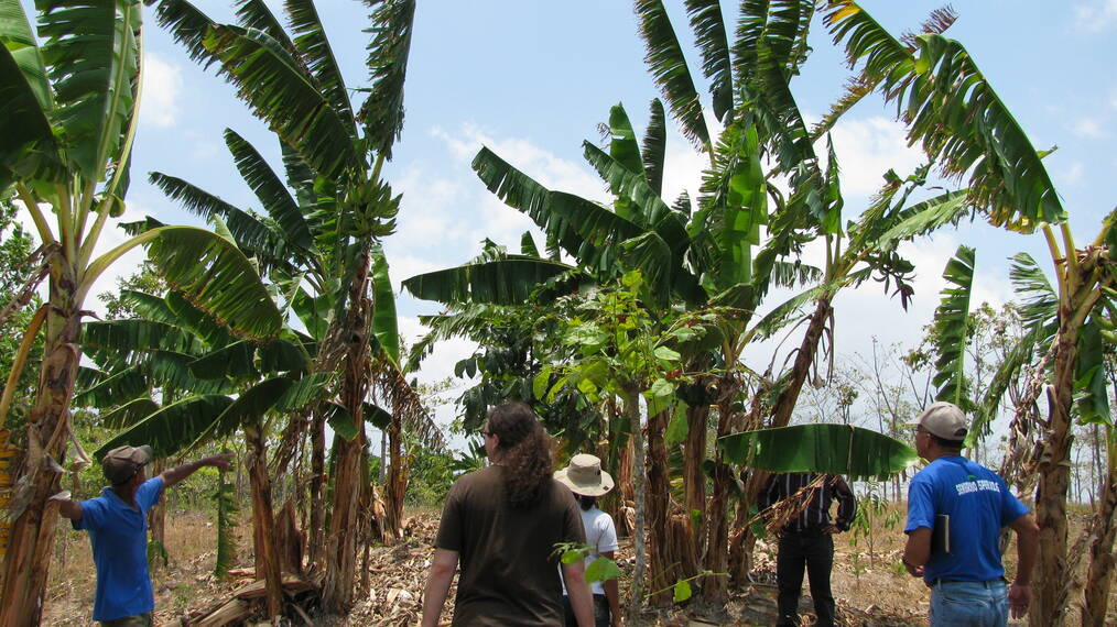 Where in the World to Volunteer in Reforestation Efforts: Indonesia